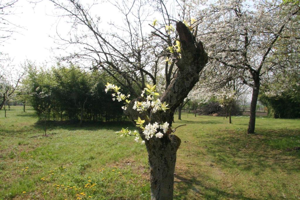 Agriturismo Corte San Girolamo Mantova Kültér fotó
